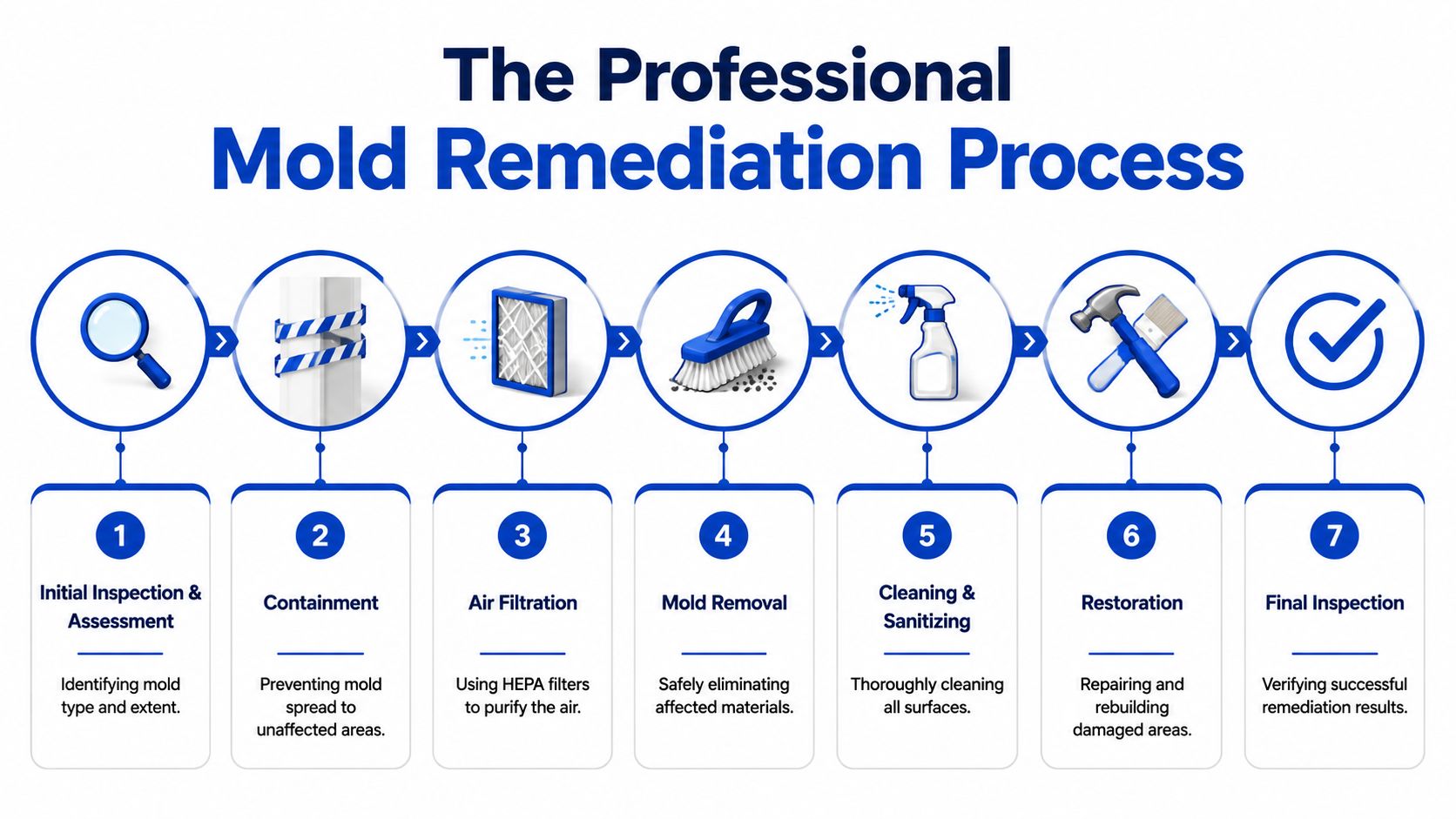 A seven step infographic illustrating the professional mold remediation process from initial inspection to final verification.