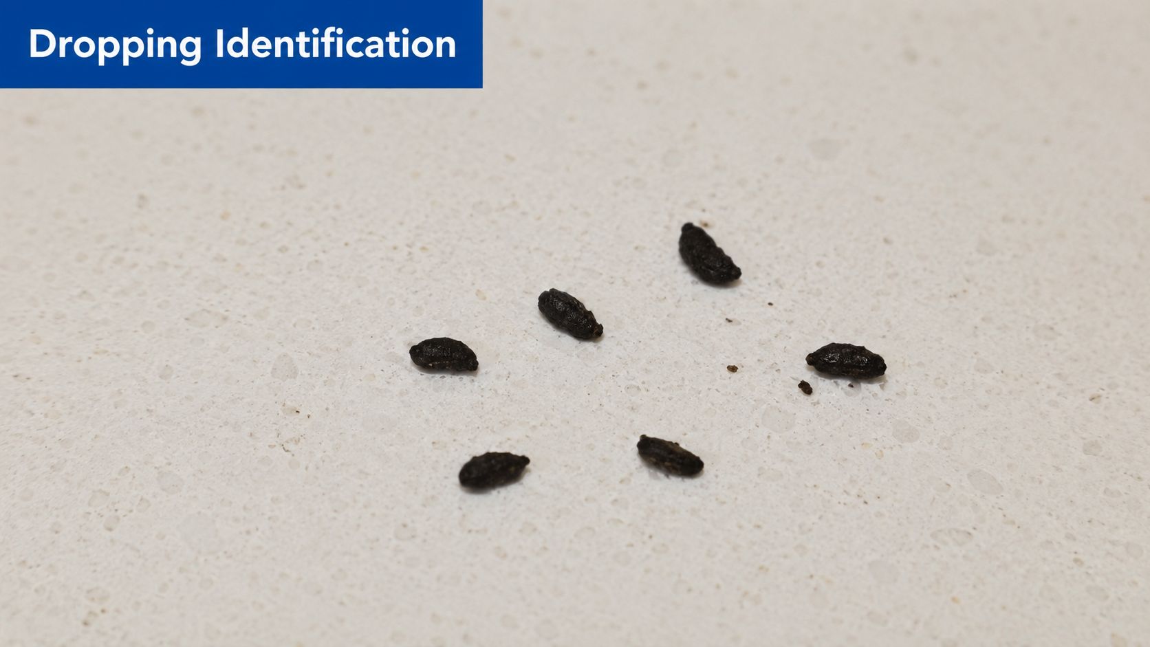 A close-up view of several small, dark mouse droppings scattered on a light-colored speckled countertop.